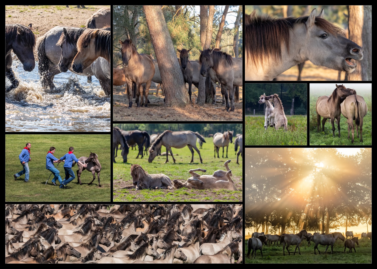 Horses in the pasture in late light