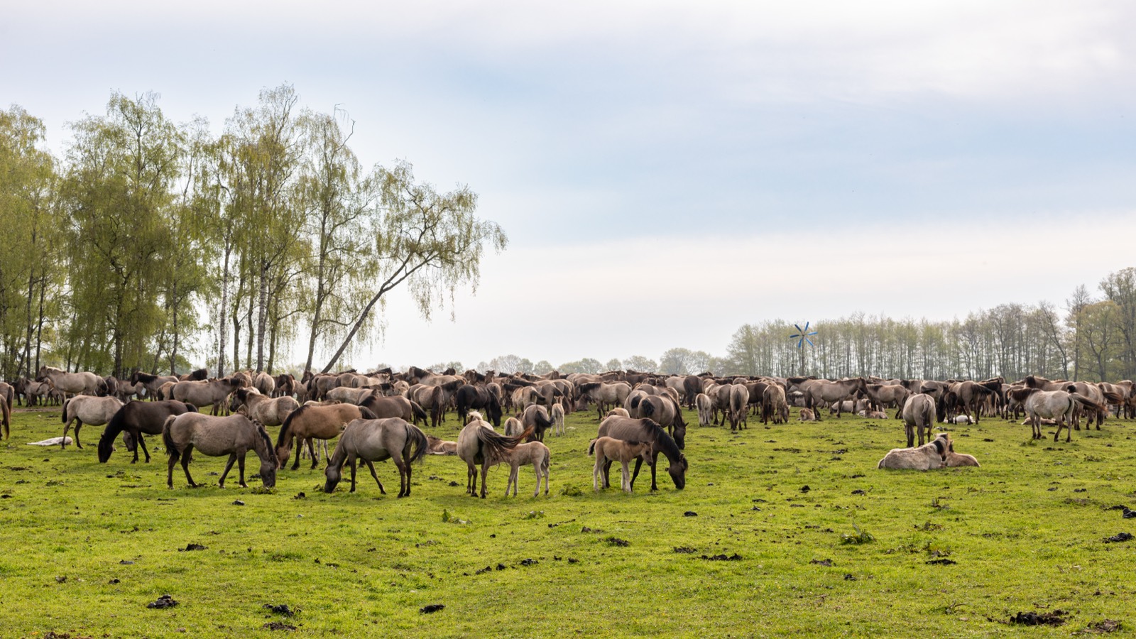 A group of horses on open pasture