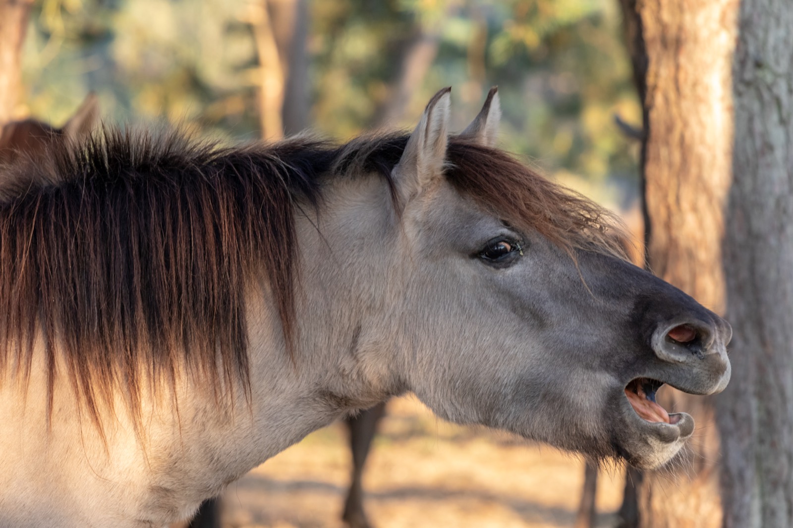 Horses in a pasture in the morning light